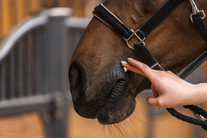 ZEDAN Calendula Intensiv Balsam 200ml